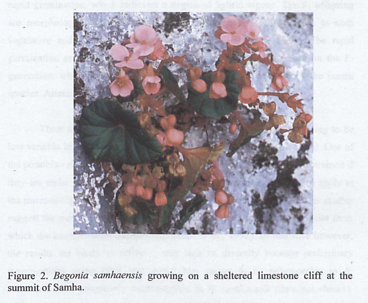 B. samhaensis